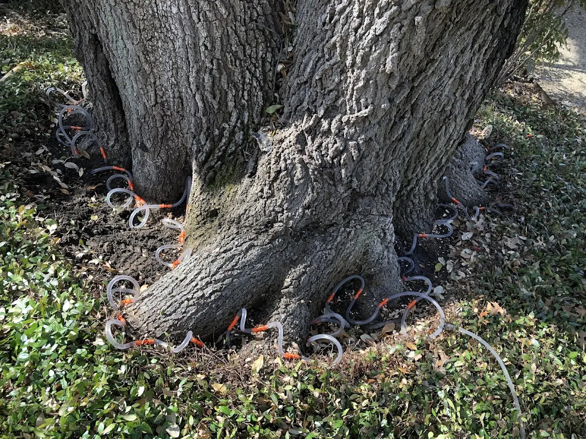 Detailed Shrub and Hedge Trimming job site in Lavaca