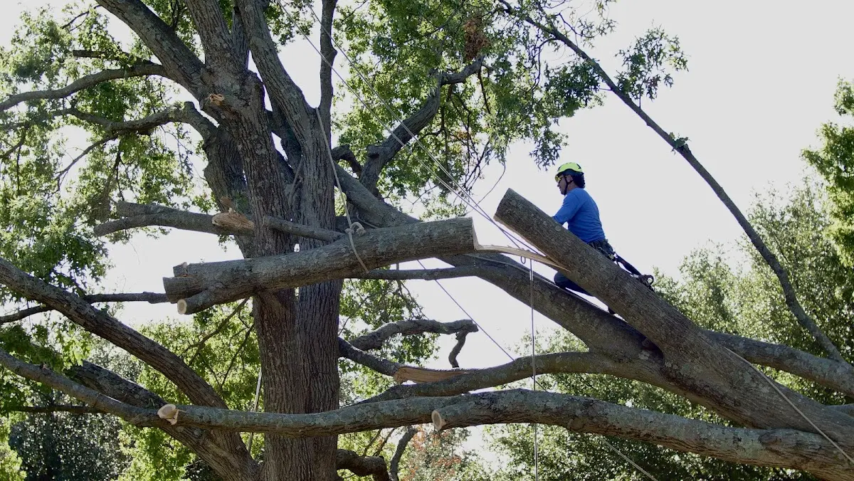 Professional Hazardous Tree Removal performed by certified arborists in Lavaca
